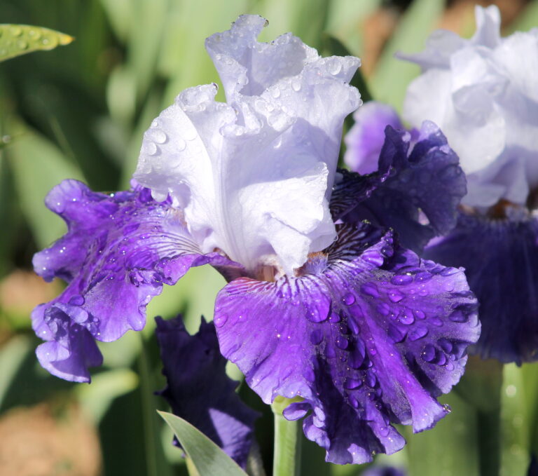 World Premier - Iris (TB)