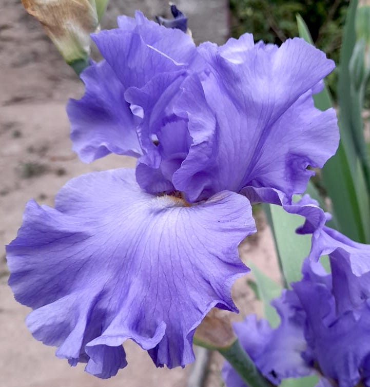 Yaquina Blue - Iris (TB)
