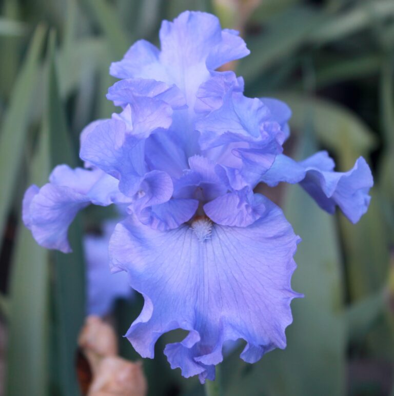 Yaquina Blue - Iris (TB)