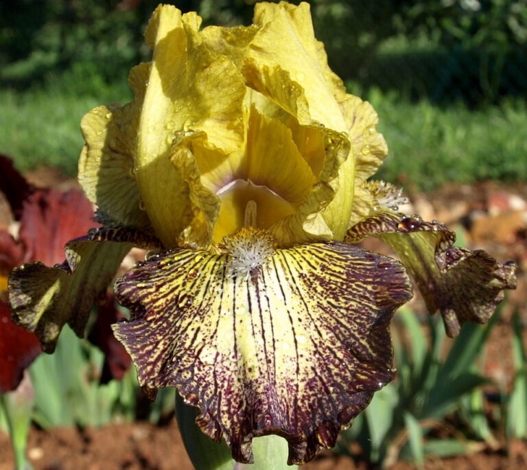 Petit Tigre - Iris (IB)