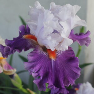 Afterlife - Iris (TB)