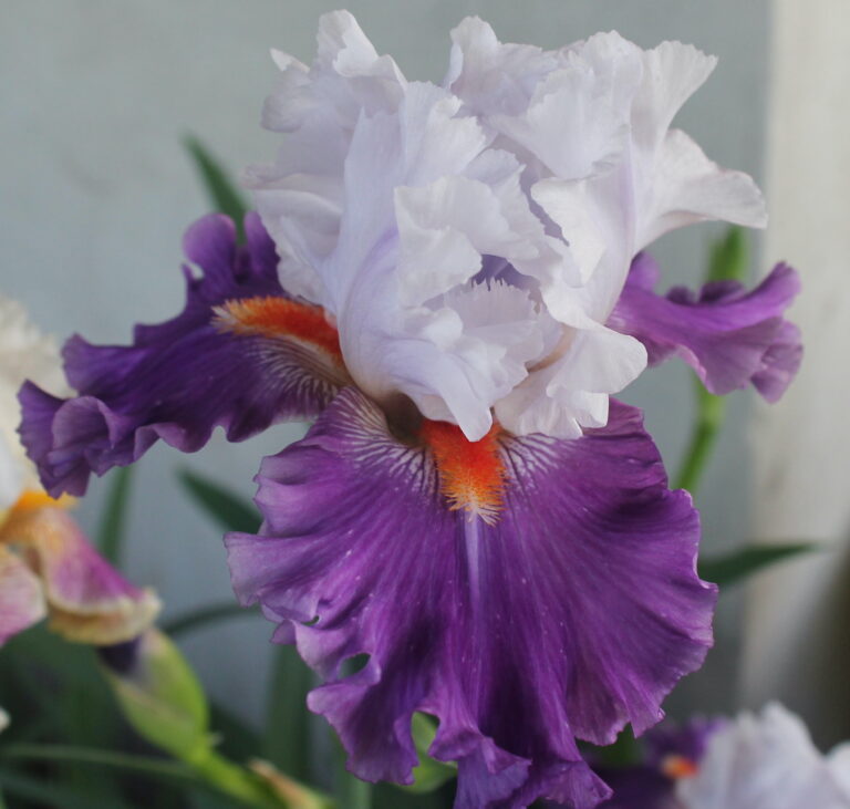 Afterlife - Iris (TB)