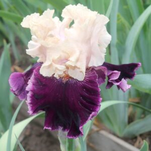 Astro bubbles - Iris (TB)