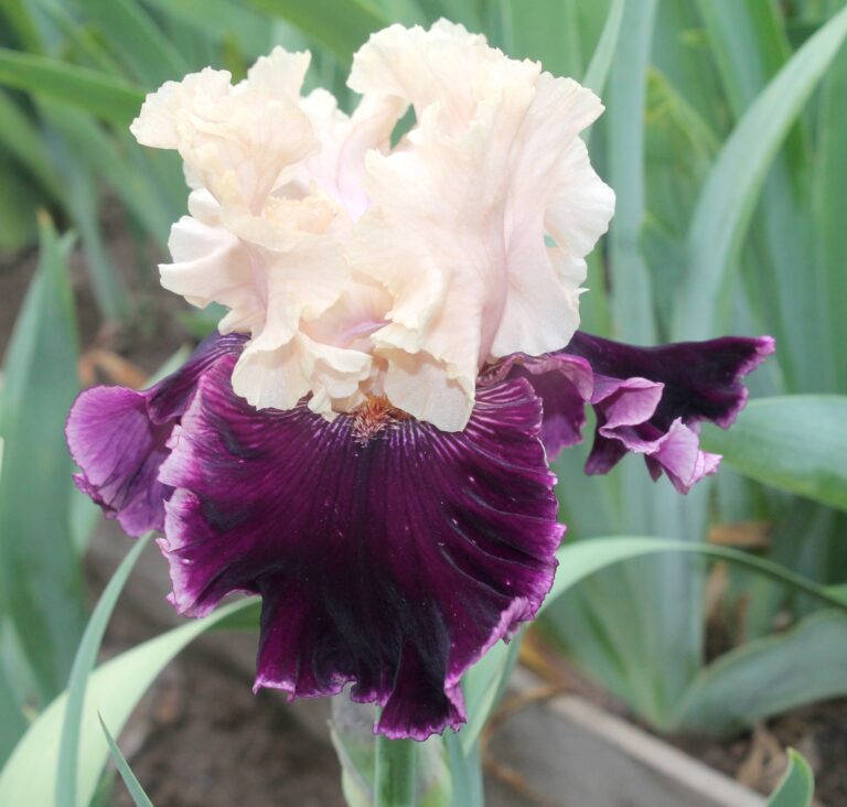 Astro bubbles - Iris (TB)