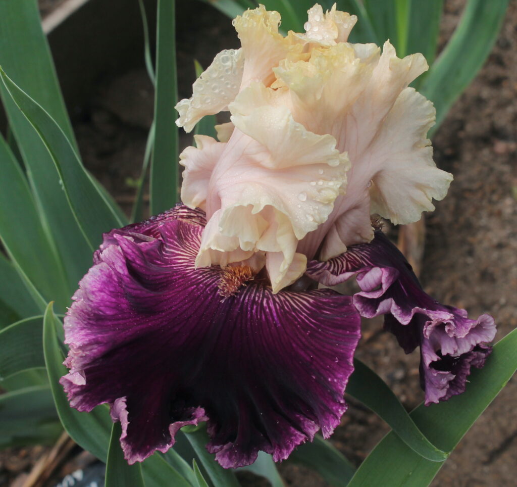 Astro bubbles - Iris (TB)