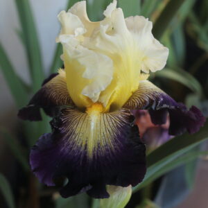 Aubigny Auld Alliance - Iris (TB)