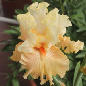 Australian Rose - Iris (TB)