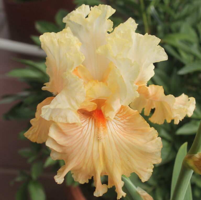 Australian Rose - Iris (TB)