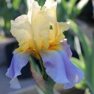 Betty Simon - Iris (TB)