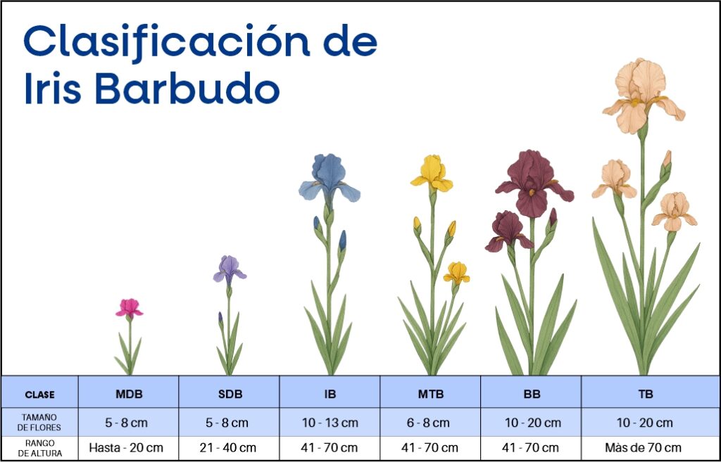 Imagen actual: Clasificacion Iris Barbudo