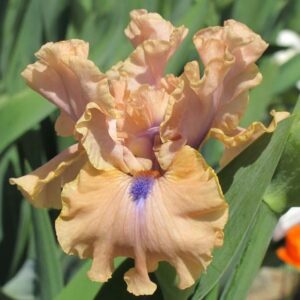 Bahama Blues - Iris (IB)