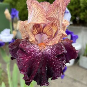 Action Packed - Iris (TB)