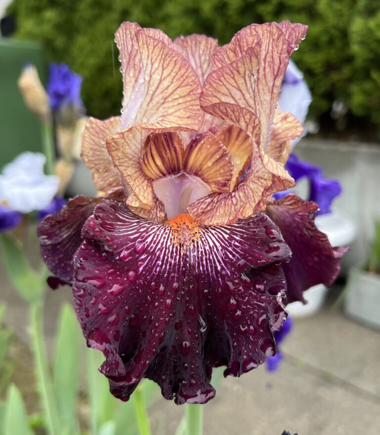 Action Packed - Iris (TB)