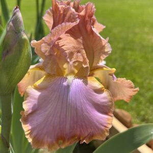 Afternoon Delight - Iris (TB)