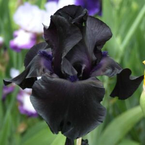 Black Suited - Iris (TB)