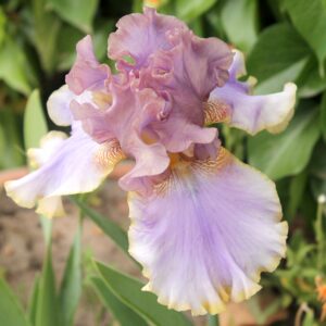 Bratislavan - Iris (TB)