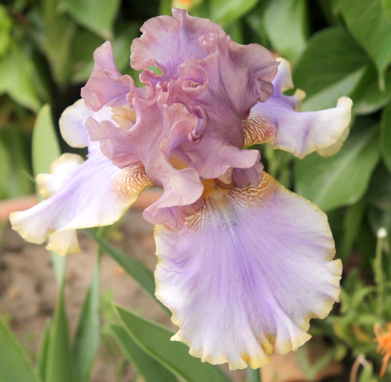 Bratislavan - Iris (TB)