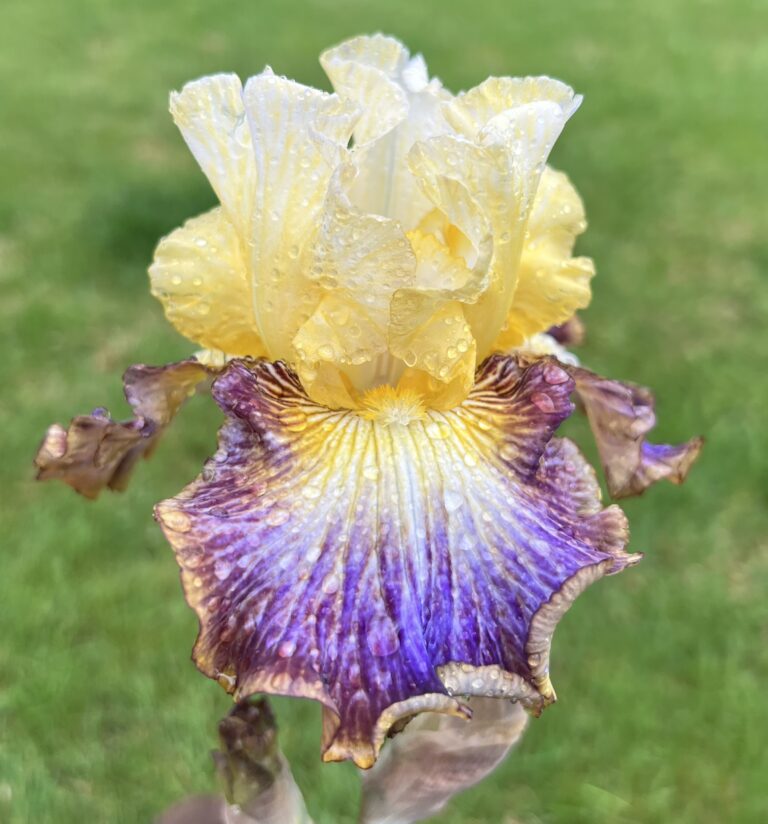 Burts of energy - Iris (TB)