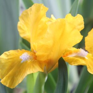 Cache of Gold - Iris (SDB)