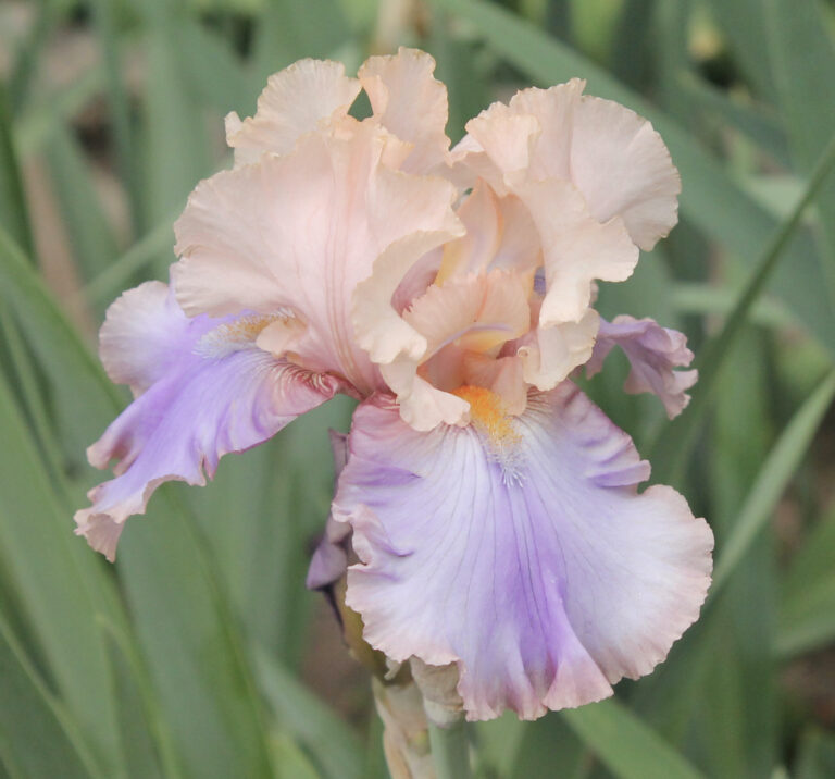 Celebration Song - Iris (TB)