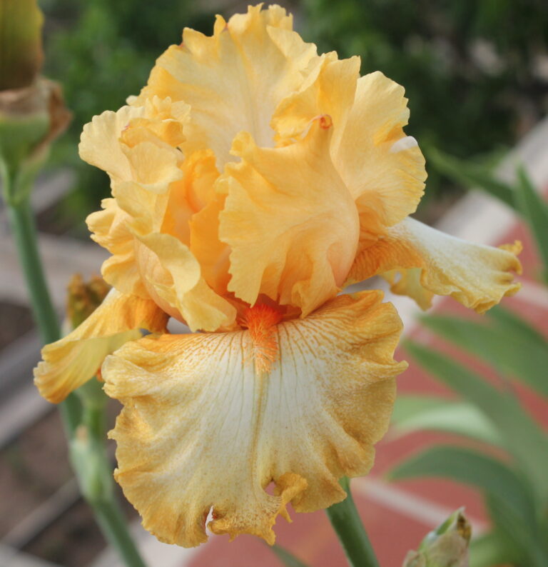 Cheap Frills - Iris (TB)