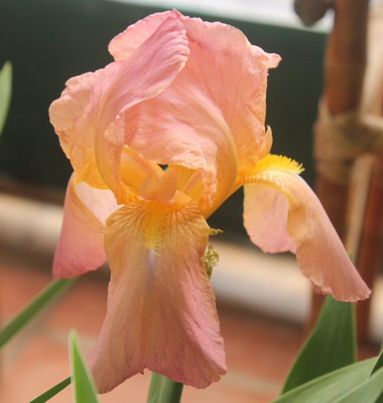 China Maid - Iris (TB)