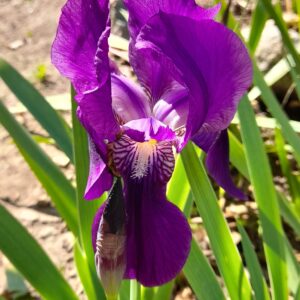 Crimson King - Iris (IB)