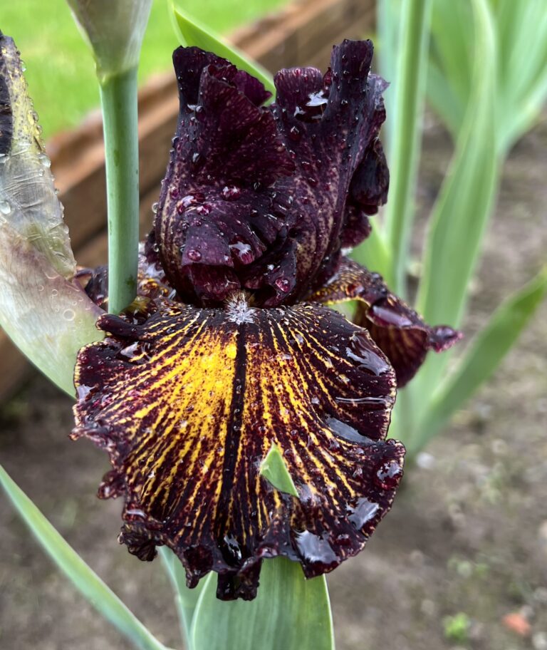 Dark Energy -Iris (TB)