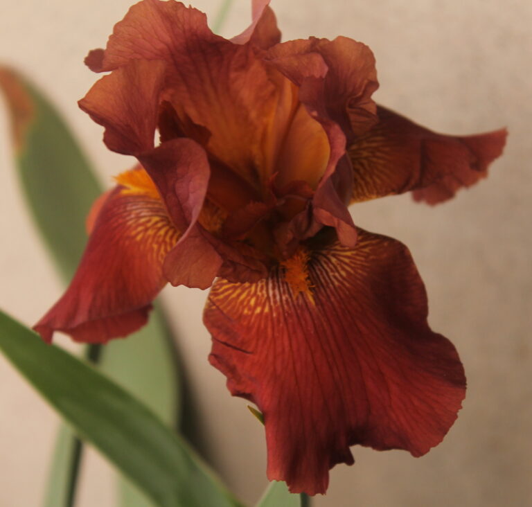 Dutch Chocolate - Iris (TB)