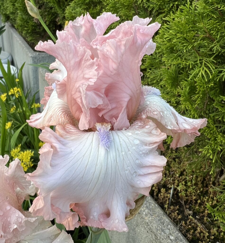 Eyes of an Angel - Iris (TB)