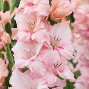 Gladiolo - Adrenalin