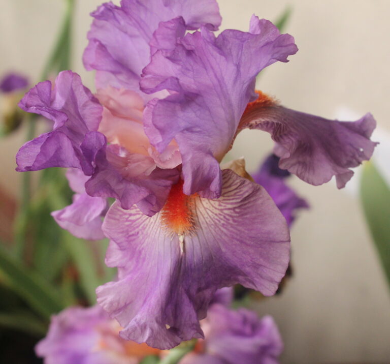 Glory Bound - Iris (TB)