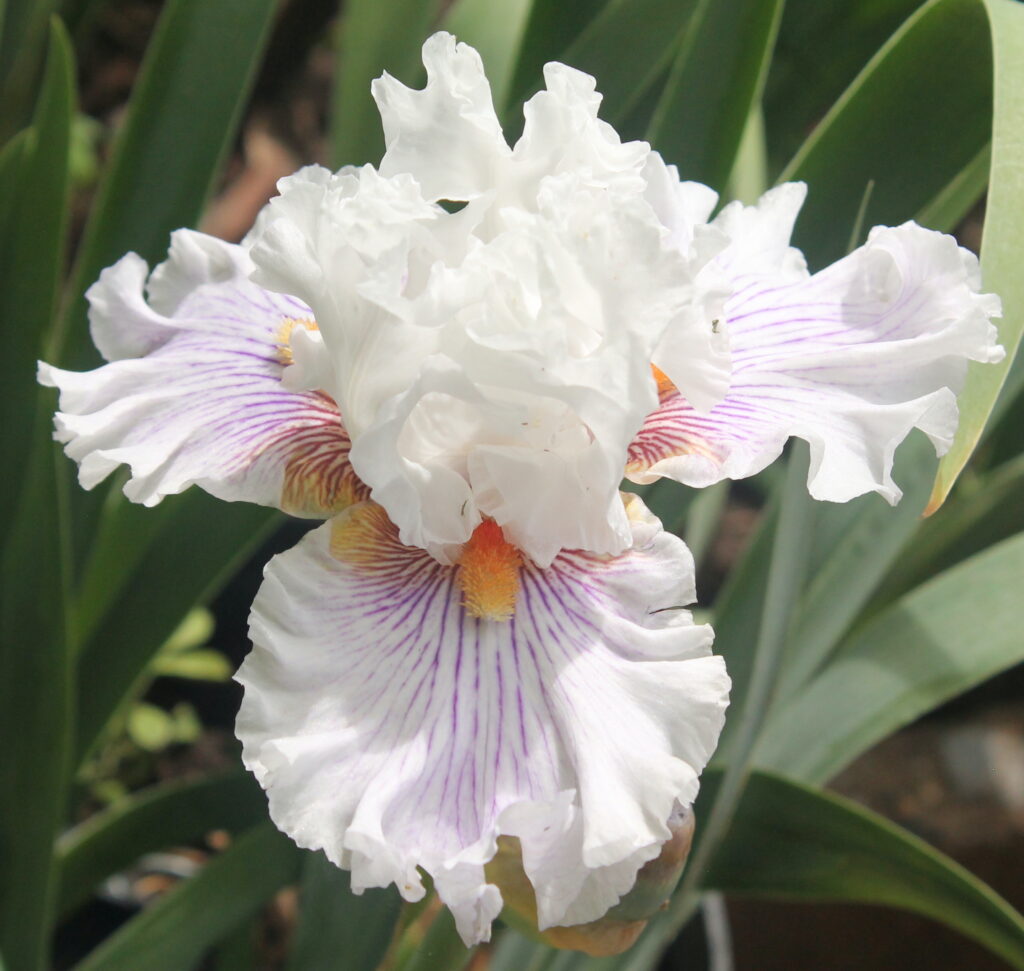 Hysteria - Iris (TB)