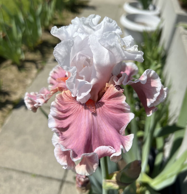 Lovely Livvy - Iris T(B)