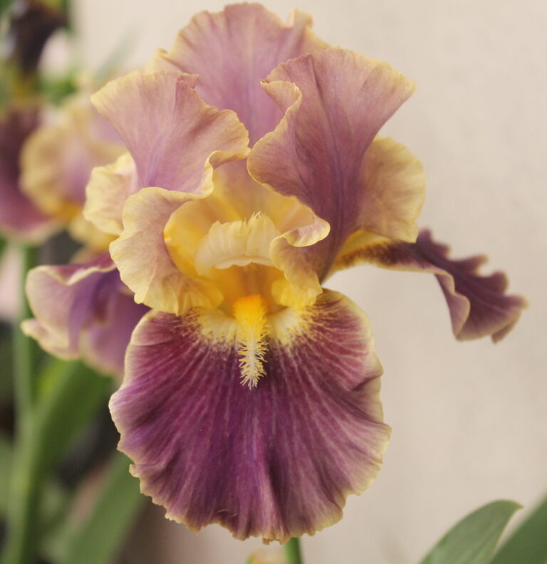 Luminate - Iris (TB)