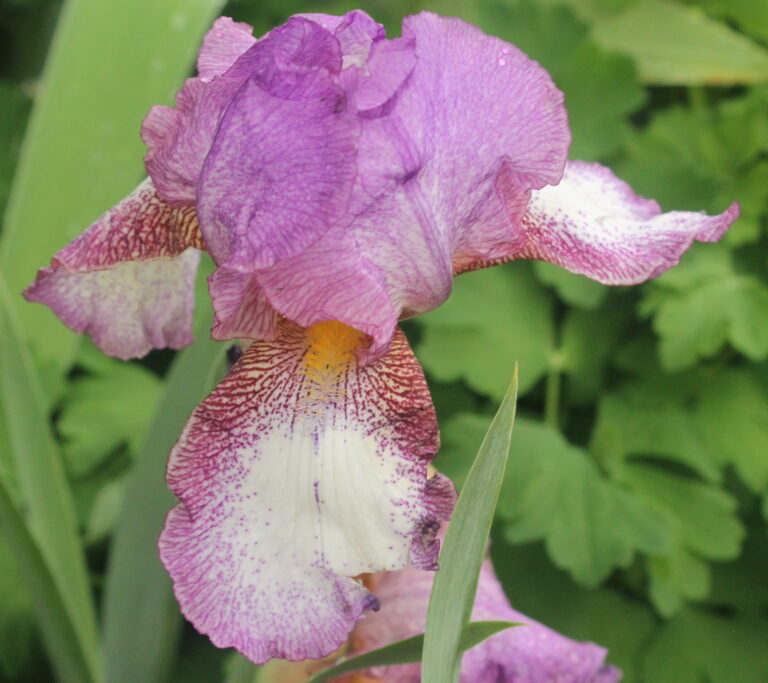 Madame louis aureau - Iris (TB)