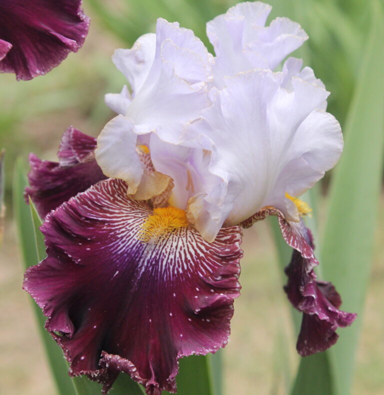 Magic Mascarade - Iris (TB)