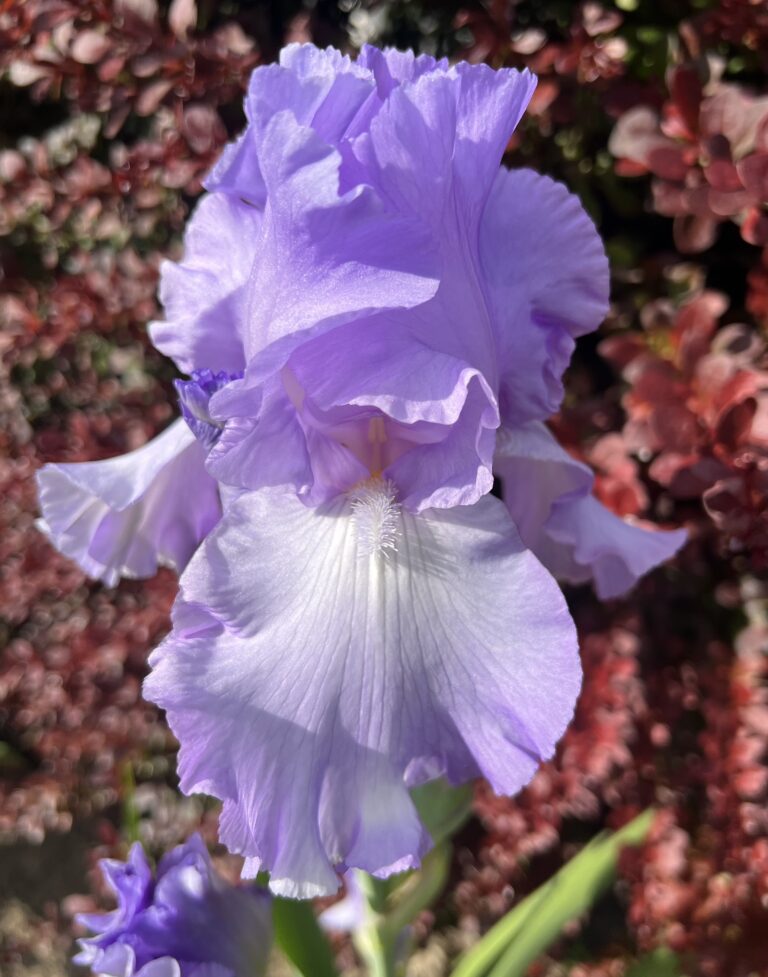 Mary Frances - Iris (TB)