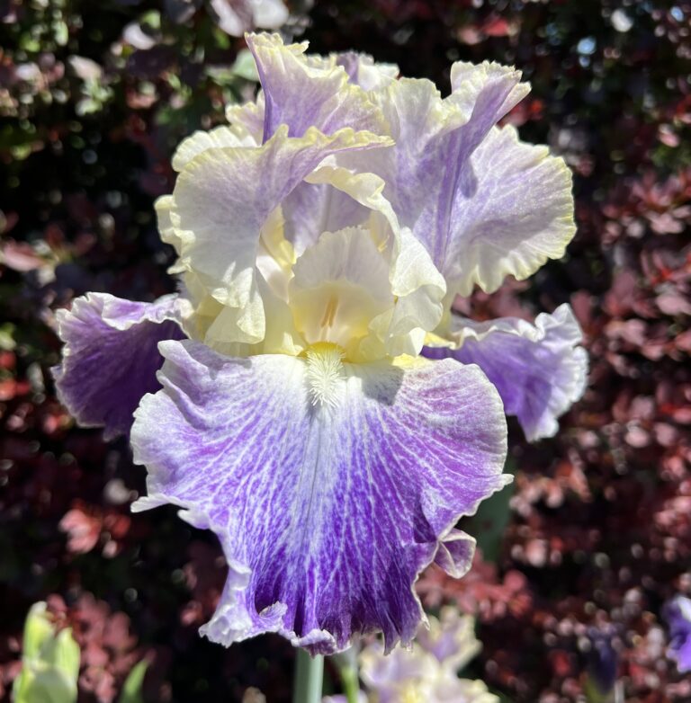 Moonlight Water - Iris (TB)