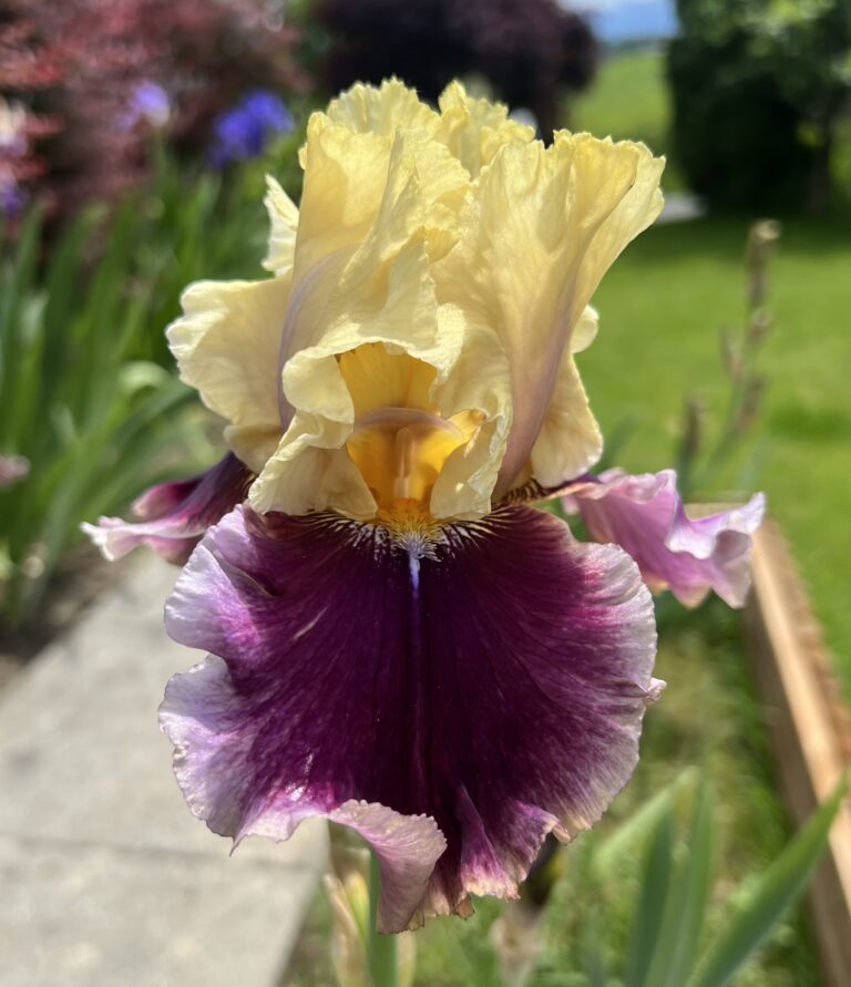 Fashionable Look - Iris (TB)