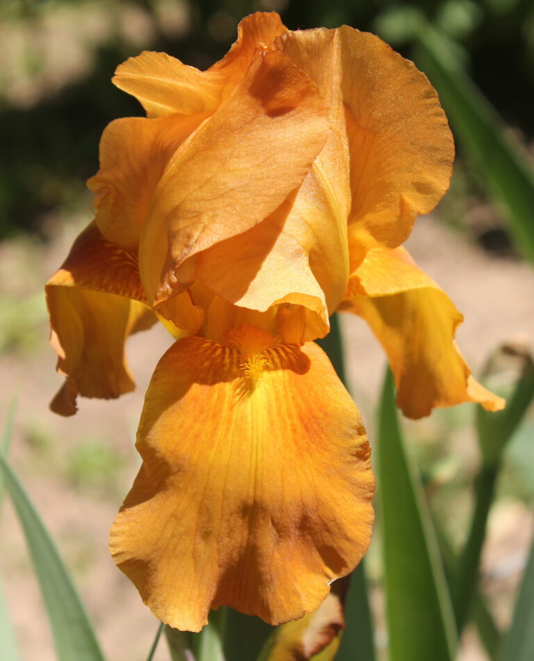 Olympic Torch - Iris (TB)