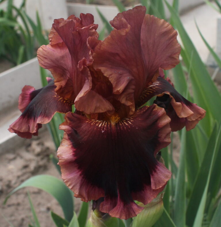 Passion Eruption - Iris (TB)