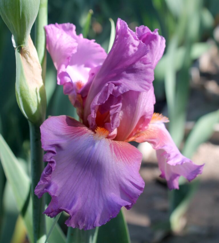 Persian Berry - Iris (TB)