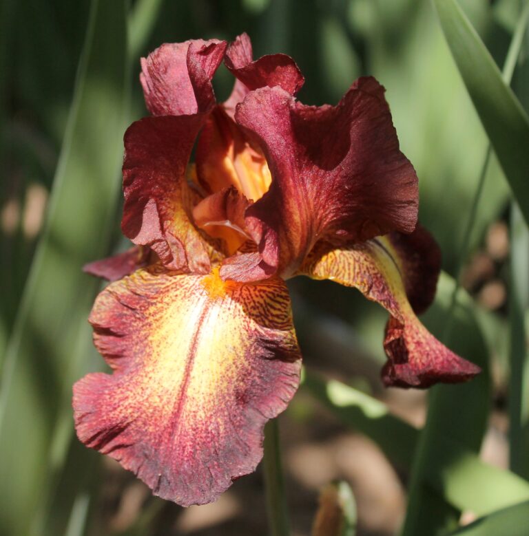 Provencal - Iris (TB)