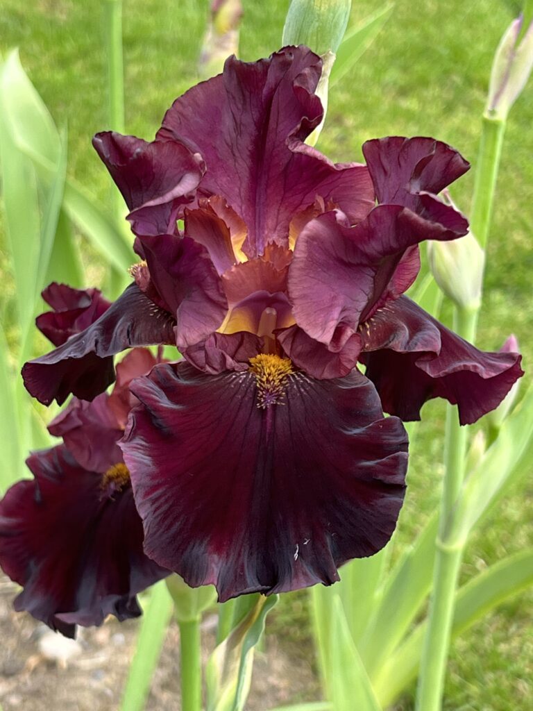 Raptor Red - Iris (TB)