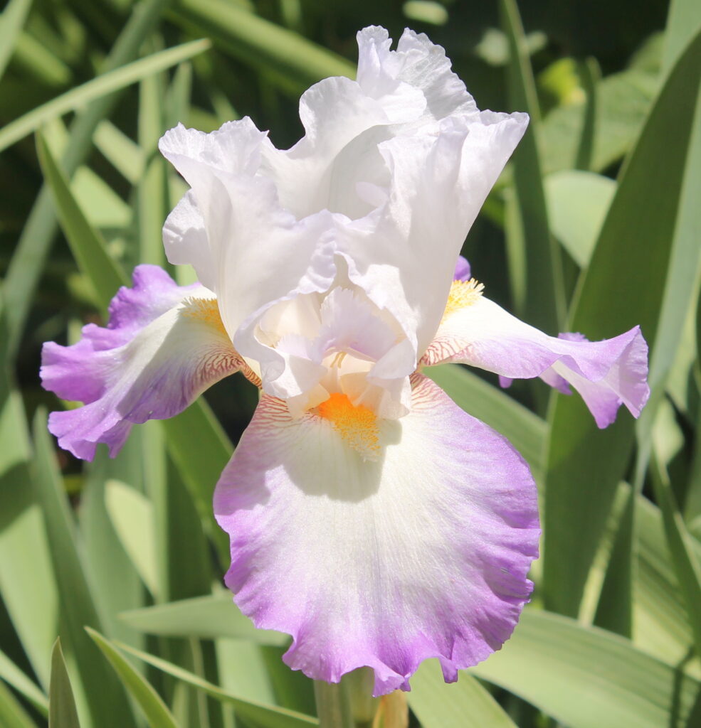 Ravissant - Iris (TB)