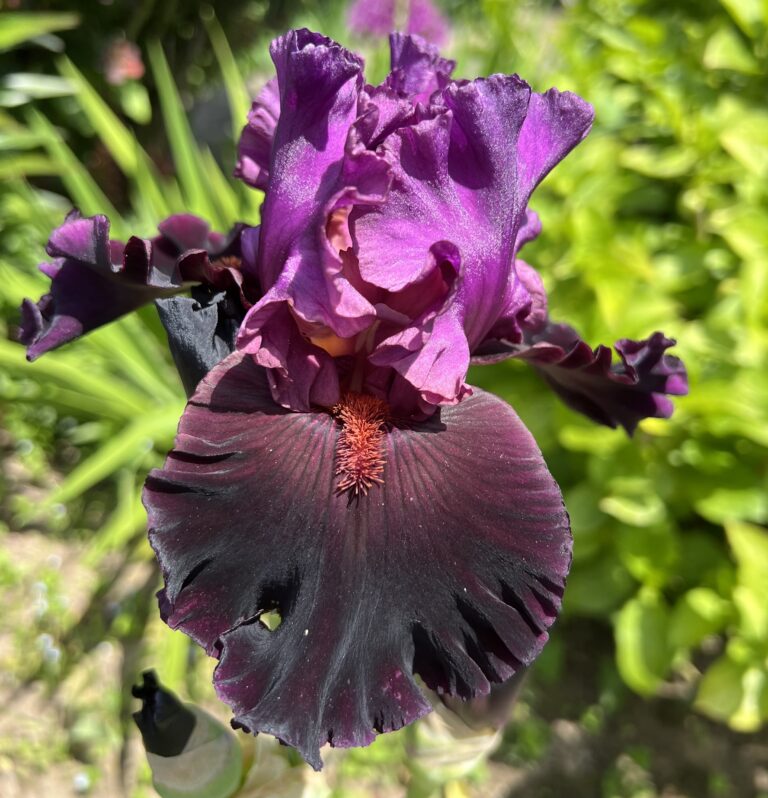 Saturn - Iris (TB)