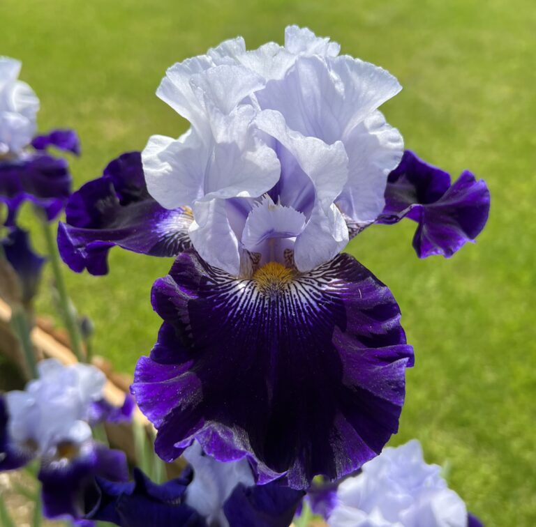 Sertse Okeanu - Iris (TB)