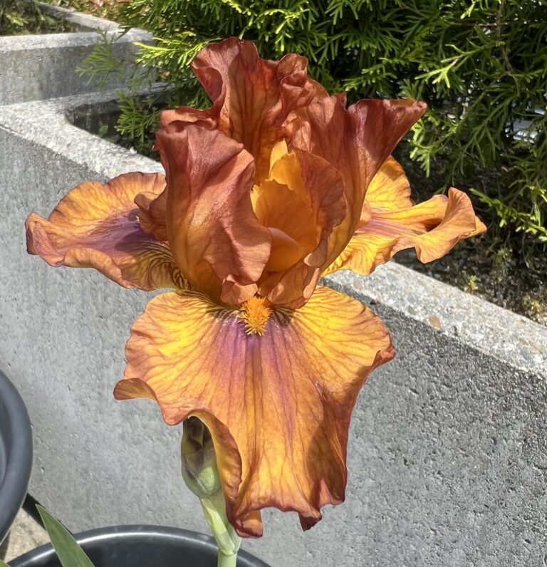 Spice Trader - Iris (TB)