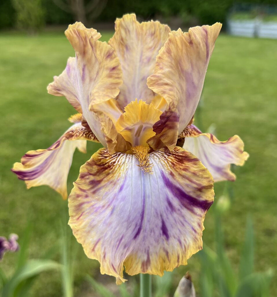 Toucan Tango - Iris (TB)